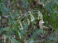 Silene nutans Eriksdal, Sjöbo, Skåne, Sweden 20170528_0062