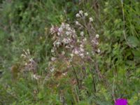 Silene nutans Hilleshögs dalar, Landskrona, Skåne, Sweden 20170602_0027