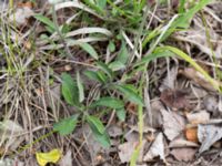 Silene nutans var. nutans Lilla Frö, Mörbylånga, Öland, Sweden 20150606_0150