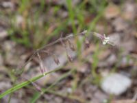 Silene nutans var. nutans Lilla Frö, Mörbylånga, Öland, Sweden 20150606_0151