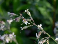 Silene nutans var. nutans Marmorbruket, Krokek, Norrköping, Östergötland, Sweden 20190608_0356