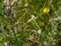 Silene nutans var. nutans Simris strandmark, Simrishamn, Skåne, Sweden 20150703_0098