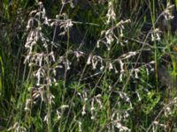 Silene nutans var. nutans Vitemölla strövområde, Simrishamn, Skåne, Sweden 20160606_0176