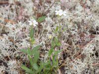 Silene rupestris Snörum, Västervik, Småland, Sweden 20150712_0559