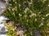 Silene saxifraga Sveti Jure, Biokovo Nature Park, Tucepi, Croatia 20170802_1491