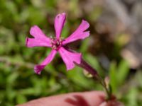 Silene schafta Råbäcksgatan 15, Malmö, Skåne, Sweden 20220728_0013