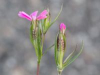 Silene stricta Hullkajen, Nyhamnen, Malmö, Skåne, Sweden 20170617_0050