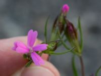 Silene stricta Hullkajen, Nyhamnen, Malmö, Skåne, Sweden 20170617_0051