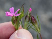 Silene stricta Hullkajen, Nyhamnen, Malmö, Skåne, Sweden 20170617_0053