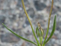 Silene stricta Hullkajen, Nyhamnen, Malmö, Skåne, Sweden 20170617_0054