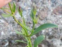 Silene stricta Hullkajen, Nyhamnen, Malmö, Skåne, Sweden 20170617_0055