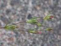 Silene stricta Hullkajen, Nyhamnen, Malmö, Skåne, Sweden 20170617_0057