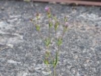 Silene stricta Hullkajen, Nyhamnen, Malmö, Skåne, Sweden 20170617_0059