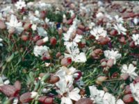 Silene uniflora Morups tånge, Falkenberg, Halland, Sweden 19920620