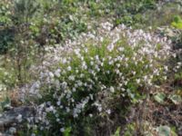 Silene uniflora ssp. uniflora Grodreservatet, Norra hamnen, Malmö, Skåne, Sweden 20160529_0252