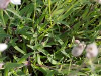 Silene uniflora ssp. uniflora Grodreservatet, Norra hamnen, Malmö, Skåne, Sweden 20160529_0256