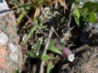 Silene uniflora ssp. uniflora Solviken, Mölle, Höganäs, Skåne, Sweden 20150515_0226