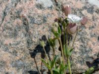 Silene uniflora ssp. uniflora Solviken, Mölle, Höganäs, Skåne, Sweden 20150515_0233