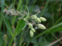 Silene vulgaris Komstadgården, Simrishamn, Skåne, Sweden 20170610_0026