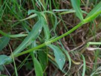 Silene vulgaris Komstadgården, Simrishamn, Skåne, Sweden 20170610_0027