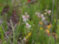 Silene vulgaris ssp. vulgaris Grodreservatet, Norra hamnen, Malmö, Skåne, Sweden 20150614_0136