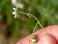 Spergula arvensis Ubbaltsvägen, Vittsjö, Hässleholm, Skåne, Sweden 20180826_0116