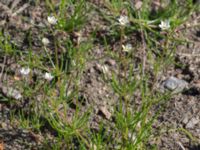 Spergula arvensis ssp. sativa Kulla Gunnarstorp, Helsingborg, Skåne, Sweden 20170709_0188