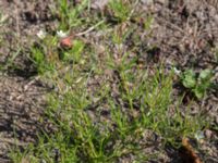 Spergula arvensis ssp. sativa Kulla Gunnarstorp, Helsingborg, Skåne, Sweden 20170709_0189