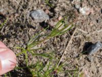 Spergula arvensis ssp. sativa Kulla Gunnarstorp, Helsingborg, Skåne, Sweden 20170709_0193