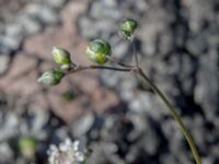 Spergula morisonii Haväng, Simrishamn, Skåne, Sweden 20150511_0092