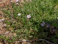 Spergularia fimbriata Oued Tamri River Mouth, Tamri, Morocco 20180225_0498