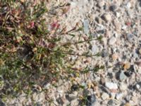 Spergularia marina Grodreservatet, Norra hamnen, Malmö, Skåne, Sweden 20160529_0329