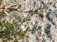 Spergularia marina Grodreservatet, Norra hamnen, Malmö, Skåne, Sweden 20160529_0331