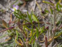 Spergularia marina Hököpinge ängar, Vellinge, Skåne, Sweden 20150717_0050