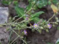 Spergularia marina Ribersborg, Malmö, Skåne, Sweden 20150830_0026