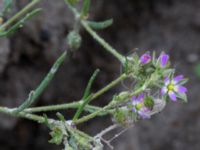 Spergularia marina Ribersborg, Malmö, Skåne, Sweden 20150830_0027