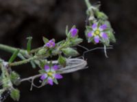 Spergularia marina Ribersborg, Malmö, Skåne, Sweden 20150830_0030