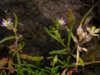 Spergularia marina S Tygelsjöbäckens mynning, Tygelsjö ängar, Malmö, Skåne, Sweden 20200723_0109