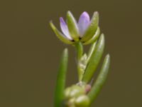 Spergularia marina Tygelsjö ängar, Malmö, Skåne, Sweden 20150730_0011