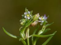 Spergularia marina Tygelsjö ängar, Malmö, Skåne, Sweden 20150730_0013