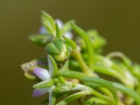 Spergularia marina Tygelsjö ängar, Malmö, Skåne, Sweden 20150730_0014