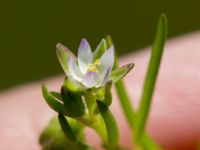 Spergularia marina Tygelsjö ängar, Malmö, Skåne, Sweden 20150730_0016