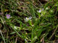 Spergularia marina Tygelsjö ängar, Malmö, Skåne, Sweden 20150730_0019