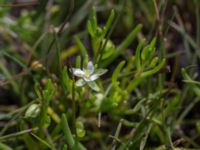 Spergularia marina Tygelsjö ängar, Malmö, Skåne, Sweden 20150730_0021