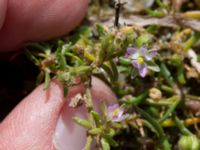 Spergularia maritima Dynan, Tygelsjö ängar, Malmö, Skåne, Sweden 20210811_0011