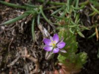 Spergularia media Burensvik, Båstad, Skåne, Sweden 20170709_0084