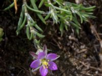 Spergularia media Burensvik, Båstad, Skåne, Sweden 20170709_0085