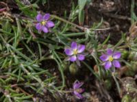 Spergularia media Burensvik, Båstad, Skåne, Sweden 20170709_0086