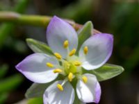 Spergularia media Tygelsjö ängar, Malmö, Skåne, Sweden 20150730_0022