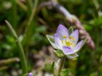 Spergularia media Tygelsjö ängar, Malmö, Skåne, Sweden 20150730_0025